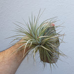 Tillandsia Houston cotton candy xl