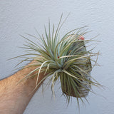 Tillandsia Houston cotton candy xl
