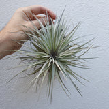 Tillandsia Houston cotton candy xl