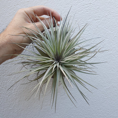 Tillandsia Houston cotton candy xl