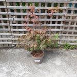 Acer atropurpureum
