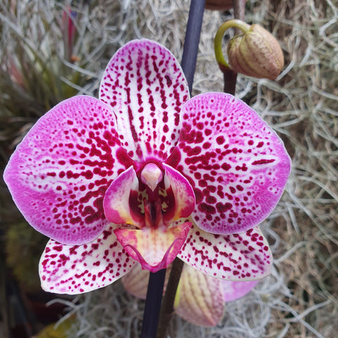 Phalaenopsis Amelia