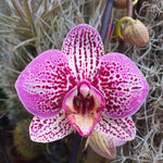 Phalaenopsis Amelia