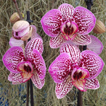 Phalaenopsis Amelia