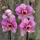 Phalaenopsis Amelia