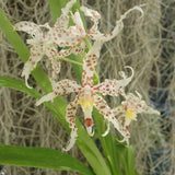 Odontoglossum crocidipterum x naevium