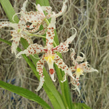 Odontoglossum crocidipterum x naevium