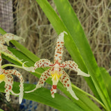 Odontoglossum crocidipterum x naevium