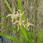 Odontoglossum crocidipterum x naevium
