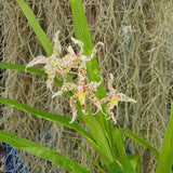 Odontoglossum crocidipterum x naevium