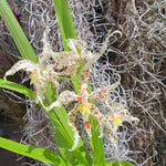 Odontoglossum crocidipterum x naevium