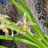 Odontoglossum crocidipterum x naevium