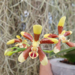 Phalaenopsis kunstleri