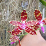 Phalaenopsis bastianii