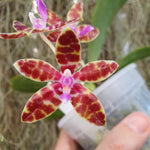 Phalaenopsis bastianii