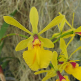 Epicattleya Rene Marques x Guaricyclia Kyoguchi