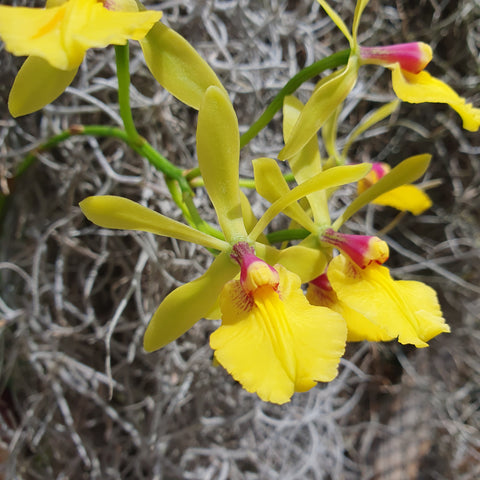 Epicattleya Rene Marques x Guaricyclia Kyoguchi