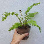 Cyathea Australis
