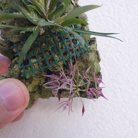 Macroclinium manabinum