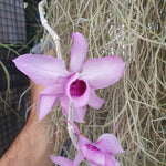 Dendrobium anosmum