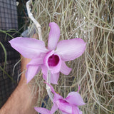 Dendrobium anosmum