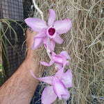 Dendrobium anosmum