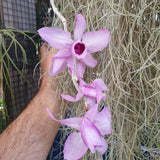 Dendrobium anosmum