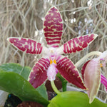 phalaenopsis Double Eagle (sumatrana x corningiana