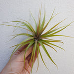 Tillandsia concolor