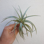 Tillandsia Ixioides