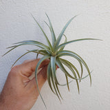 Tillandsia Ixioides