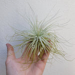 Tillandsia tectorum xl