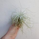 Tillandsia tectorum xl
