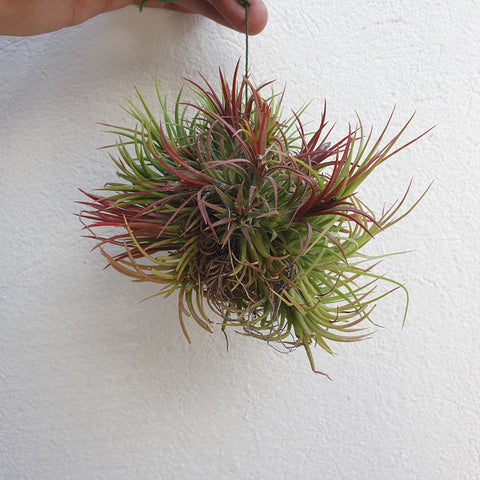 Tillandsia ionantha fire boule