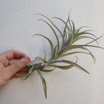 Tillandsia cauligera