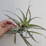 Tillandsia cauligera