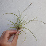 Tillandsia caliginosa