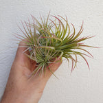 Tillandsia ionantha rubra touffe