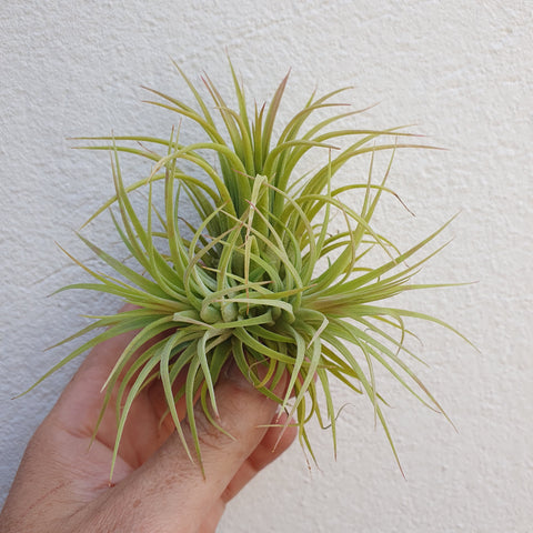 Tillandsia ionantha rubra touffe