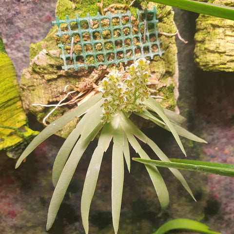 Ornithocephalus bicornis