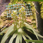 Ornithocephalus bicornis