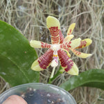 Phalaenopsis inscriptiosinensis