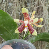Phalaenopsis inscriptiosinensis