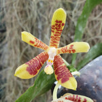 Phalaenopsis inscriptiosinensis