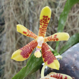 Phalaenopsis inscriptiosinensis