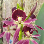 Guarechea Miva Etoile Noire