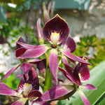 Guarechea Miva Etoile Noire