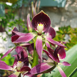 Guarechea Miva Etoile Noire