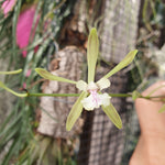 Encyclia guatemalensis