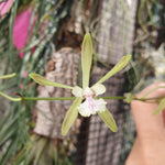 Encyclia guatemalensis